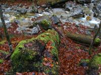 Bemooster Baumstamm am Bachufer